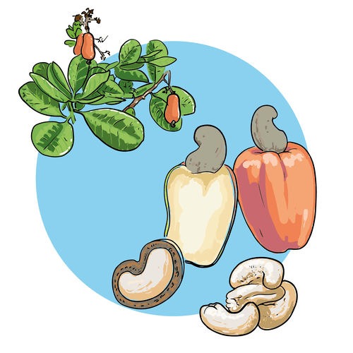 Bild zum Wort Cashew