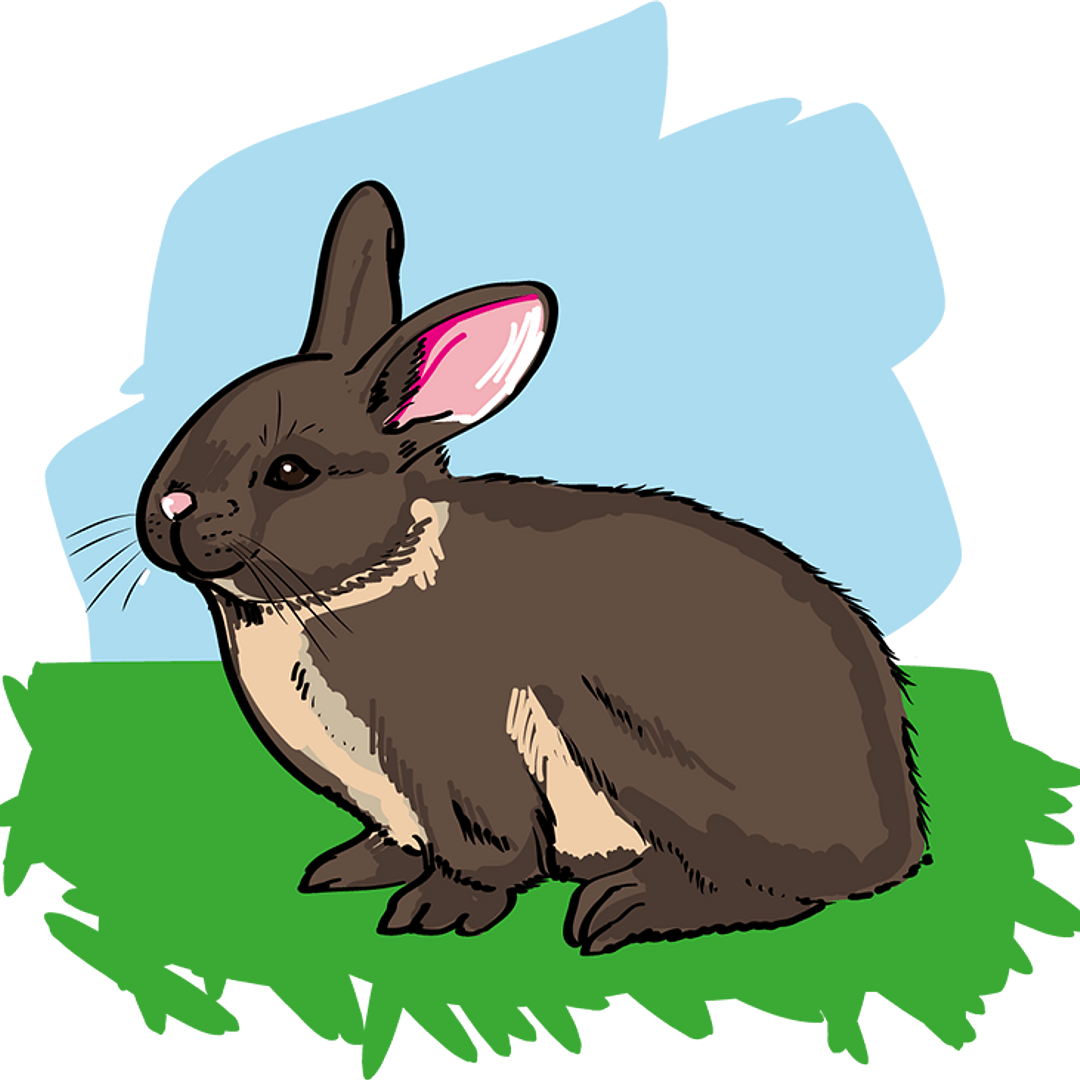 Kaninchen | wort.schule