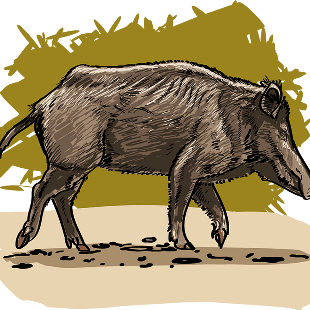 Wildschwein | wort.schule